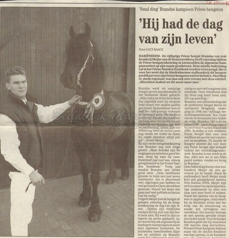 Meijer Bradus paarden.jpg