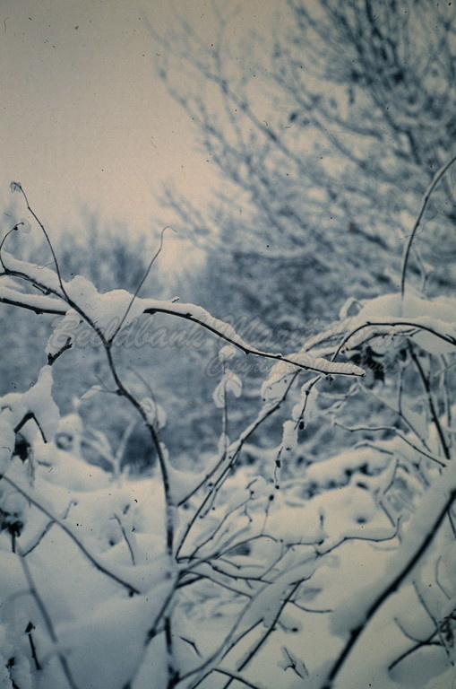 Oude winter- sneeuwfoto's (20).jpg
