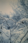 Oude winter- sneeuwfoto's (20)
